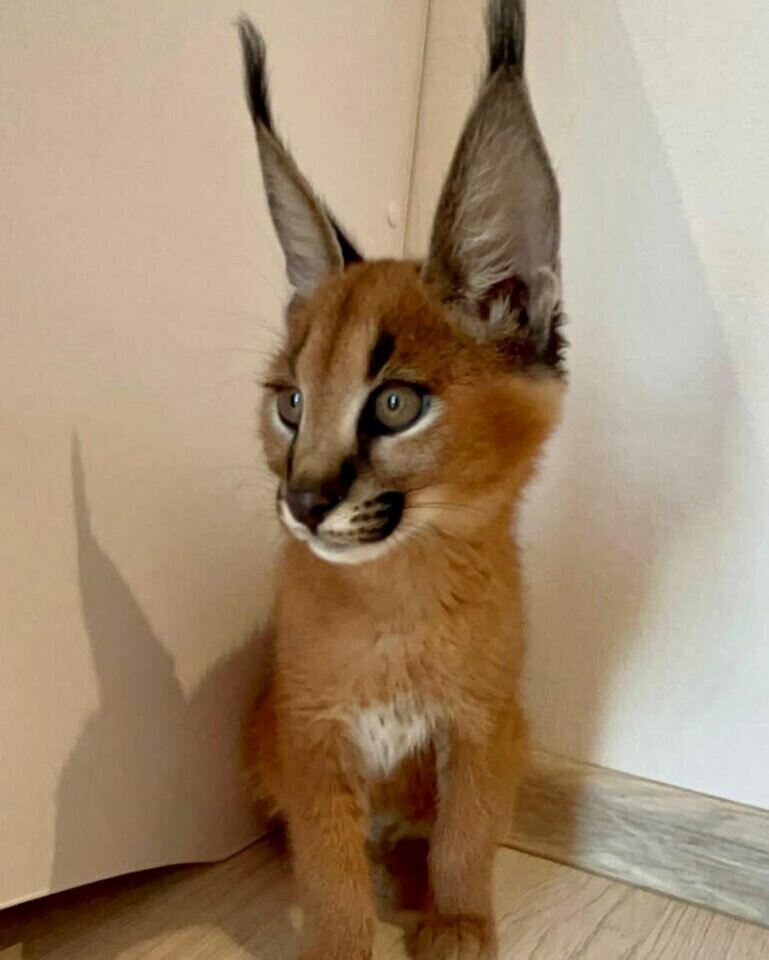 Caracal gatinho caracal disponível