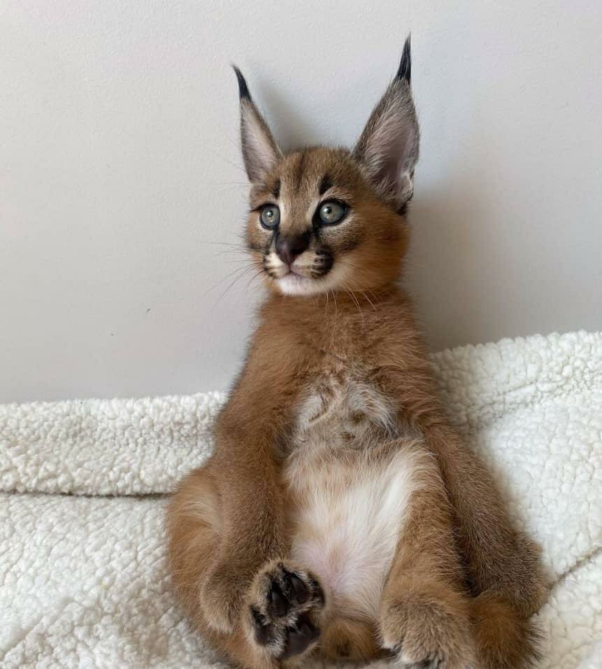 Caracal gatinho caracal disponível