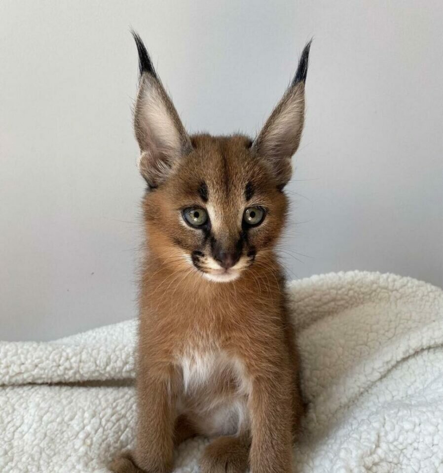 Caracal gatinho caracal disponível