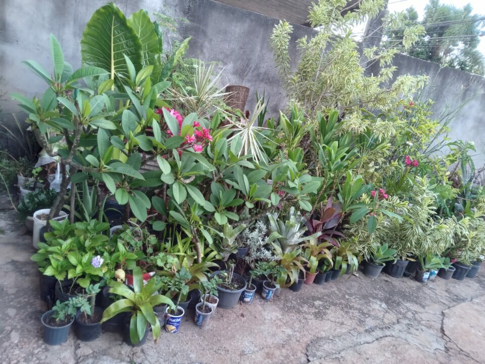FLORICULTURA COMPLETA para retirar