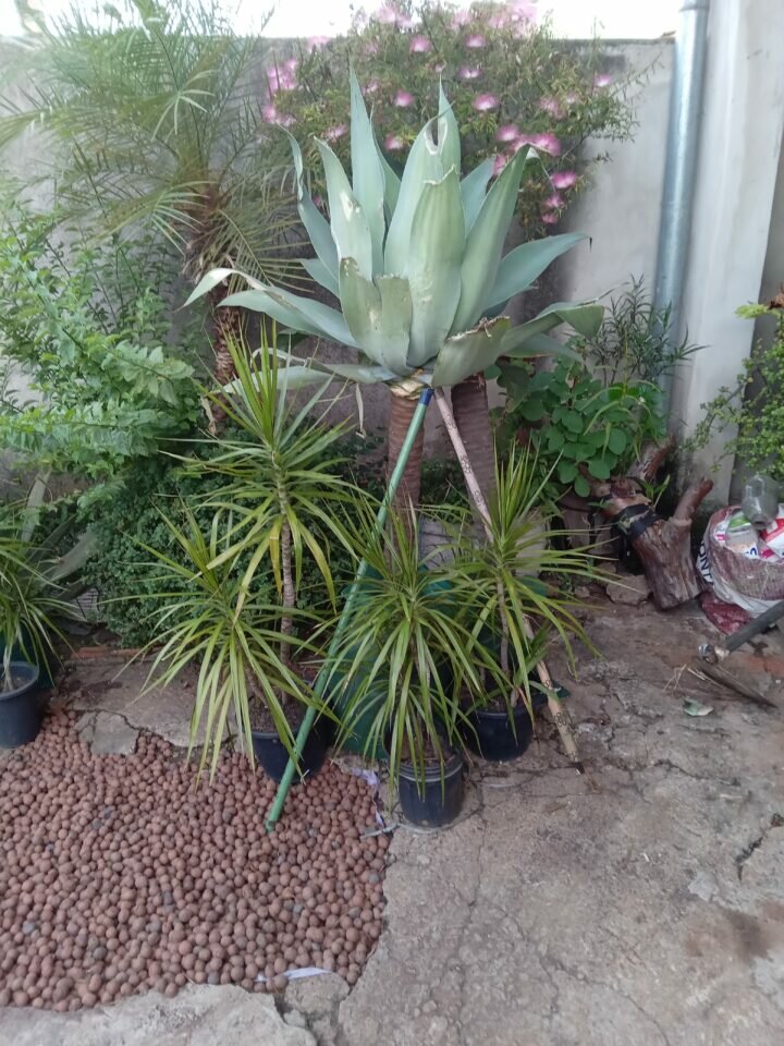 FLORICULTURA COMPLETA para retirar