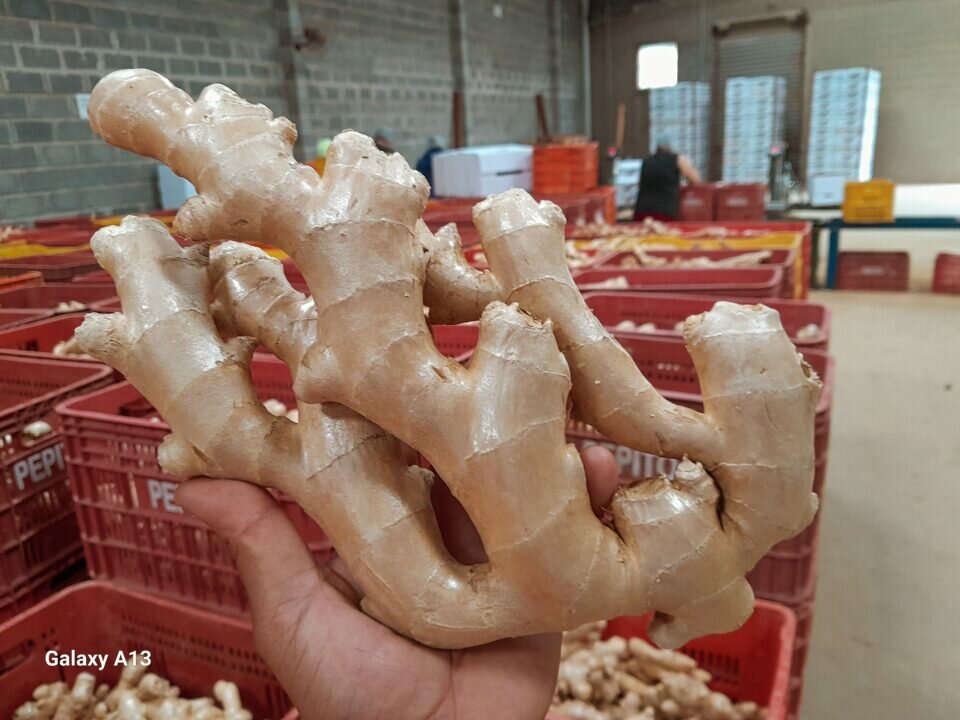 EMPRESA DE EXPORTACAO DE FRUTAS E LEGUMES