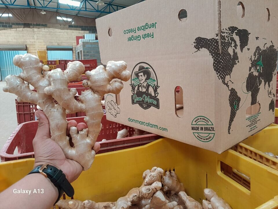 EMPRESA DE EXPORTACAO DE FRUTAS E LEGUMES
