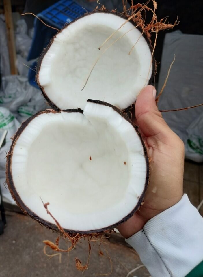EMPRESA DE EXPORTACAO DE FRUTAS E LEGUMES