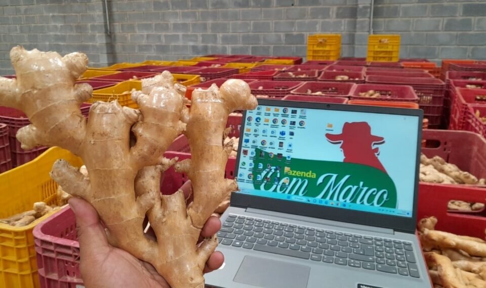EMPRESA DE EXPORTACAO DE FRUTAS E LEGUMES