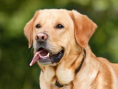 2363 – CLINICA VETERINARIA E PET SHOP – Pode expandir para hospital