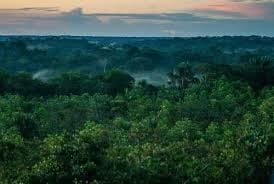 FAZENDA DE 116 MIL HA PARA CRÉDITO CARBONO NO AMAZONAS