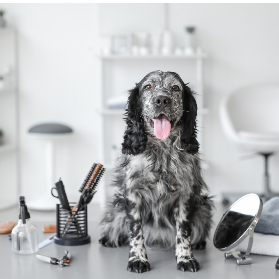 Veterinária 24hrs – Petshop