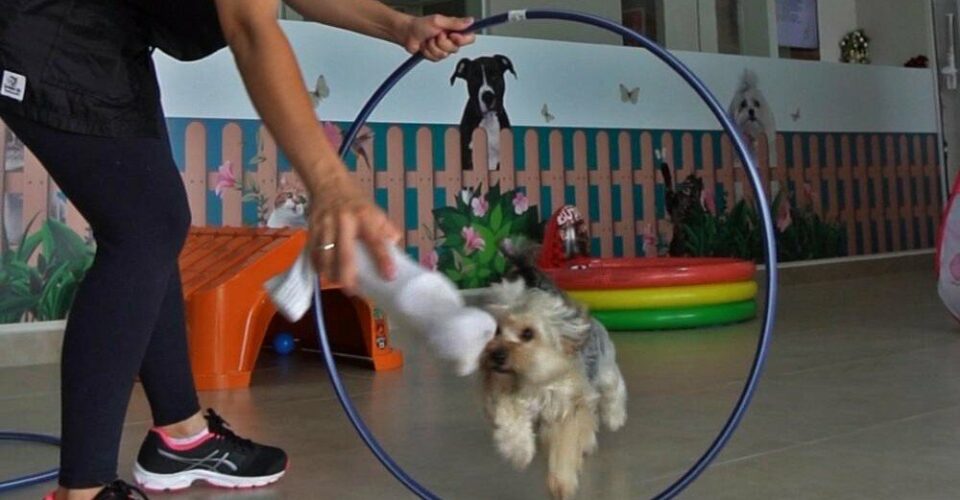 Pet Shop – Alto Padrão