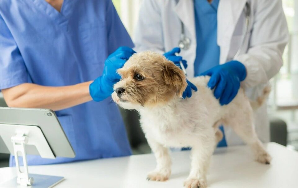 Clínica Veterinária e Petshop à Venda