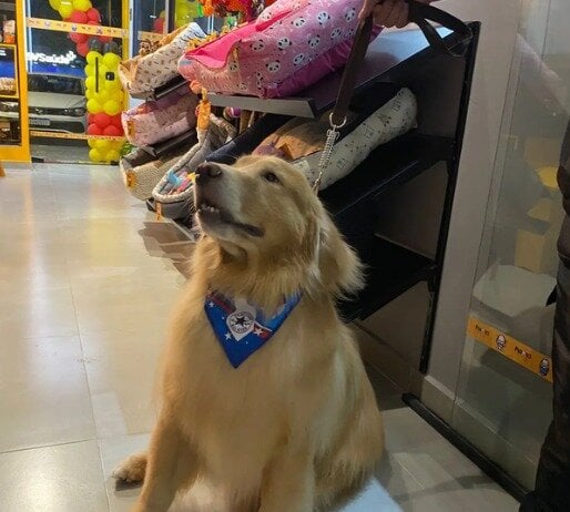 Procura-se Sócio para Pet Shop na Tijuca