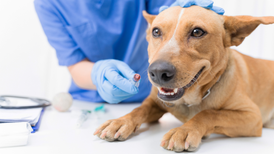 Clínica Veterinária à Venda