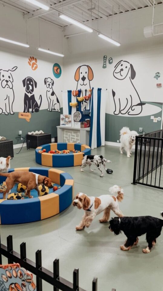 Negócio Pet completo Creche, Hotel, Consultório Vet, Banho/Tosa e Petshop