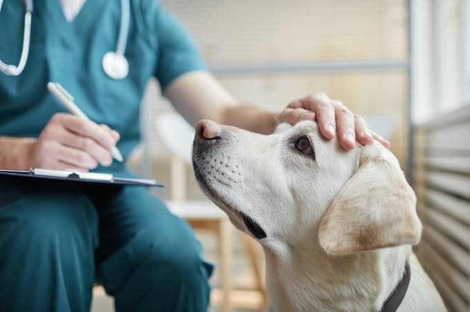 Clínica Hospital veterinário em excelente ponto de Jacarepaguá