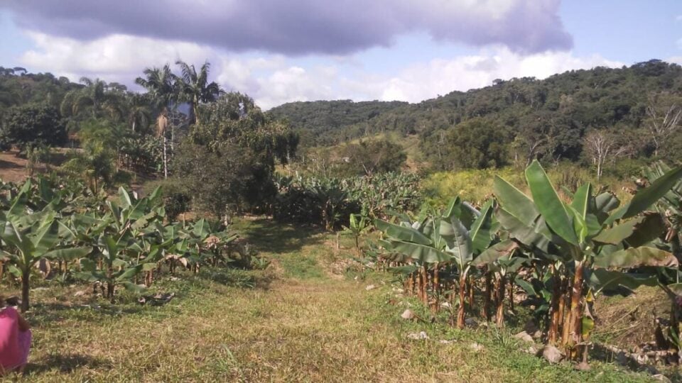 Chácara à Venda em Miracatu – 12 Alqueires de Produção e Recursos Naturais