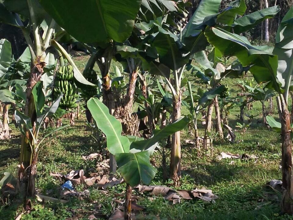 Chácara à Venda em Miracatu – 12 Alqueires de Produção e Recursos Naturais