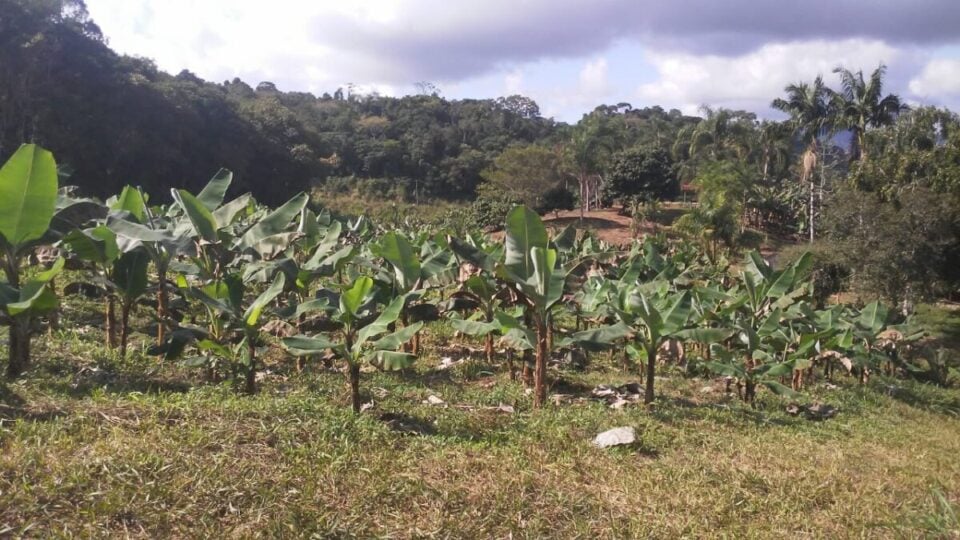 Chácara à Venda em Miracatu – 12 Alqueires de Produção e Recursos Naturais