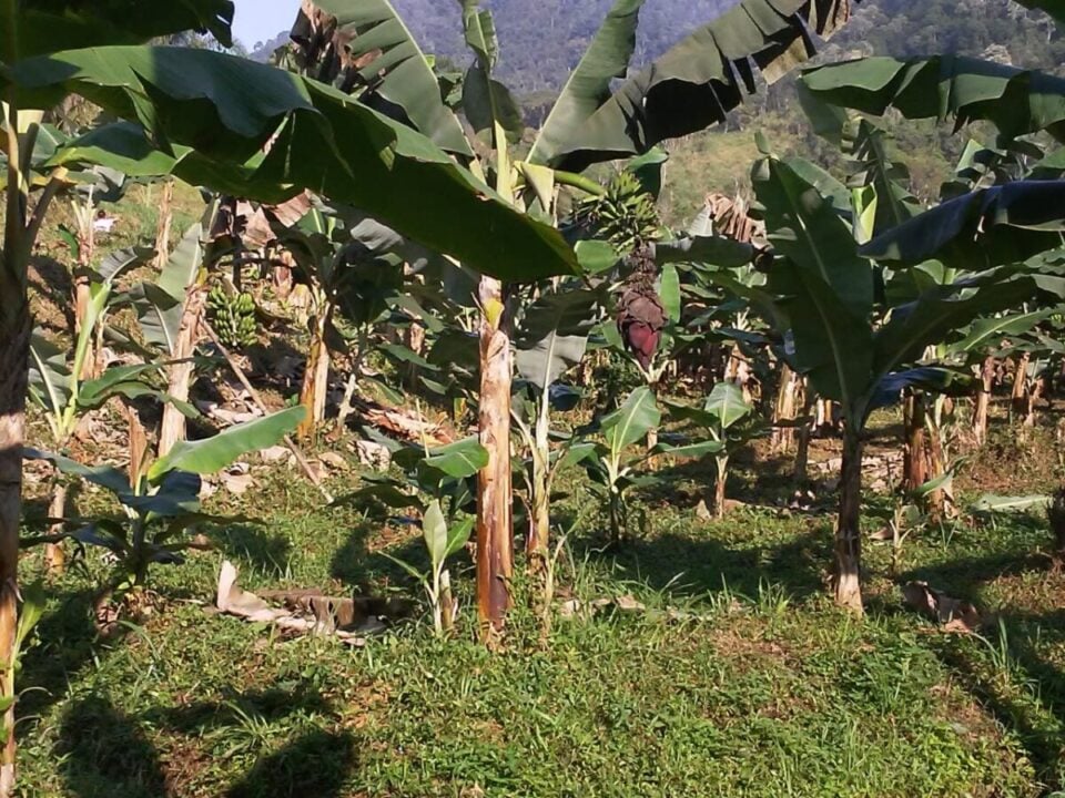 Chácara à Venda em Miracatu – 12 Alqueires de Produção e Recursos Naturais