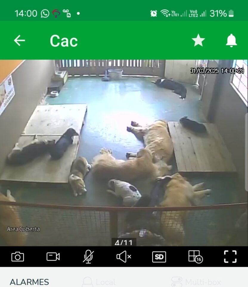 Creche e Hotel de cães em São Caetano
