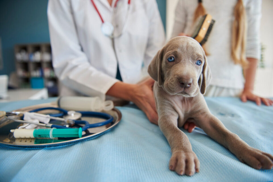 Clínica Veterinária Completa à Venda, 300m² – Alvorada/RS