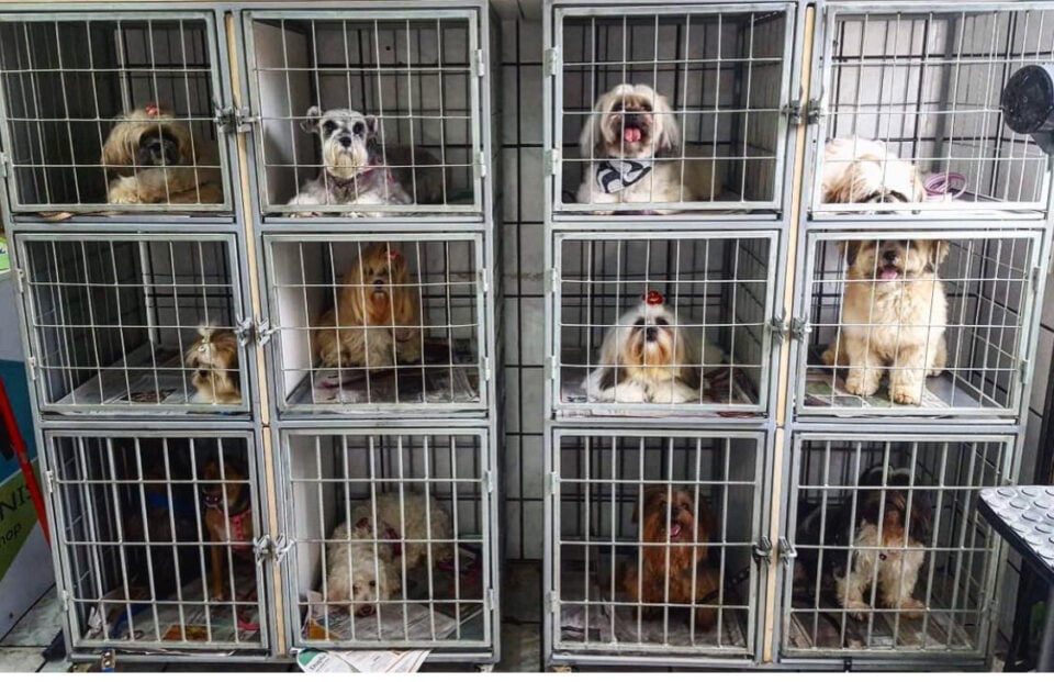 Pet Shop em Florianópolis, SC