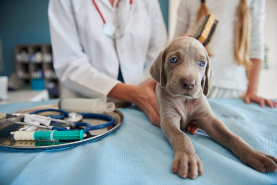 Clínica Veterinária Completa à Venda, 300m² – Alvorada/RS