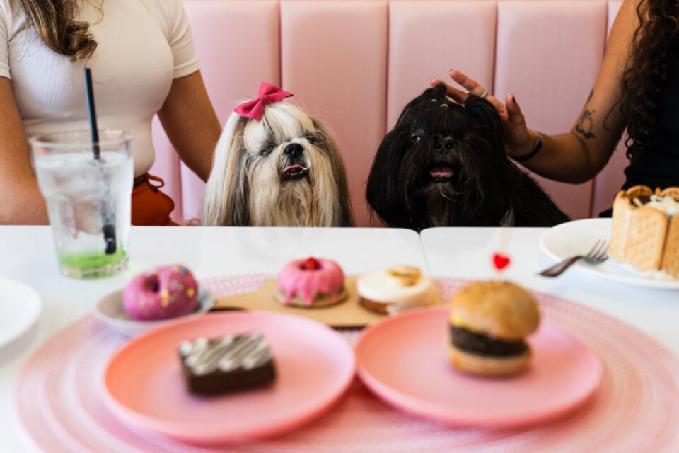 Pet Café- Único na região da Grande Florianópolis