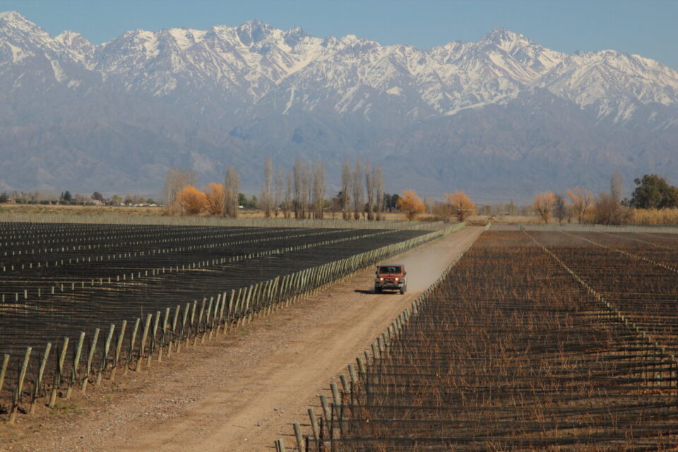 VIÑEDO ULTRA PREMIUM MENDOZA