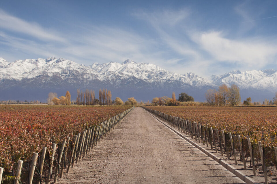 VIÑEDO ULTRA PREMIUM MENDOZA