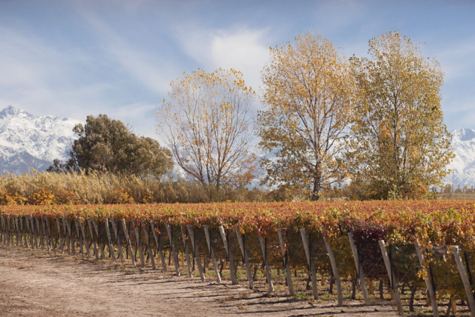 VIÑEDO ULTRA PREMIUM MENDOZA