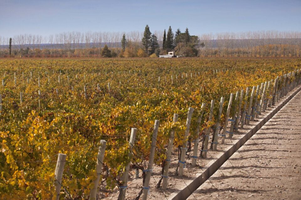 VIÑEDO ULTRA PREMIUM MENDOZA