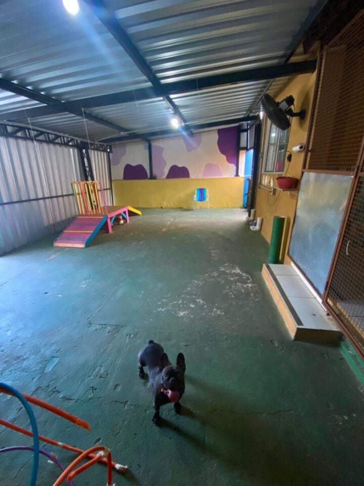 Creche e hotel para cães – Campinas/SP