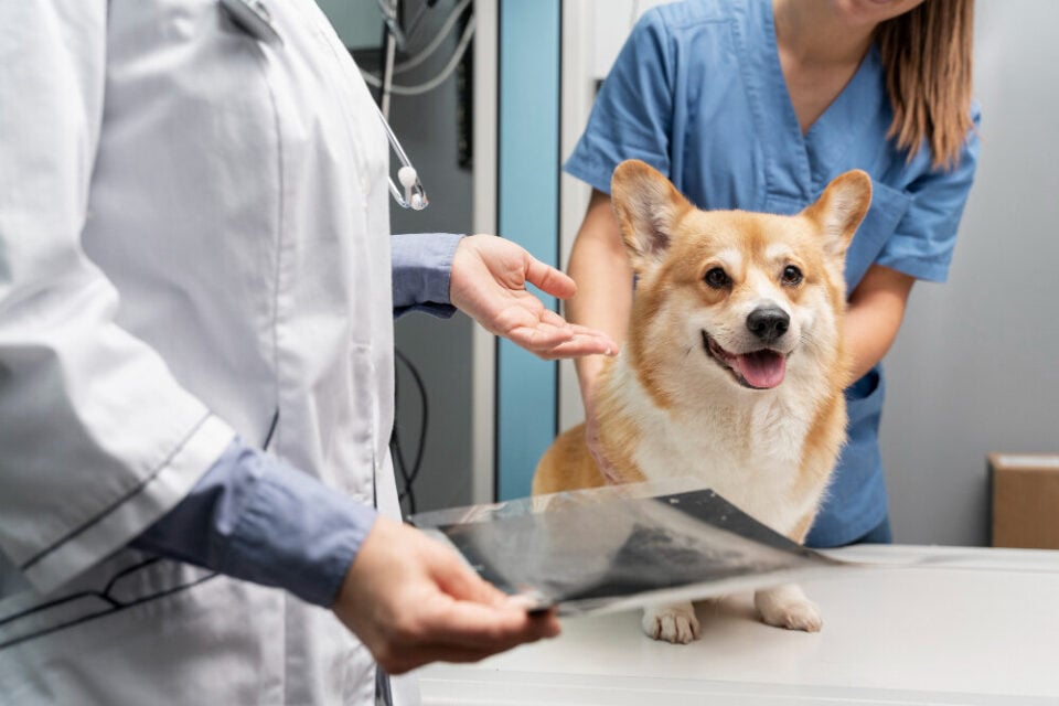 Clinica Veterinária 24h à venda na Região Central de Porto Alegre/RS