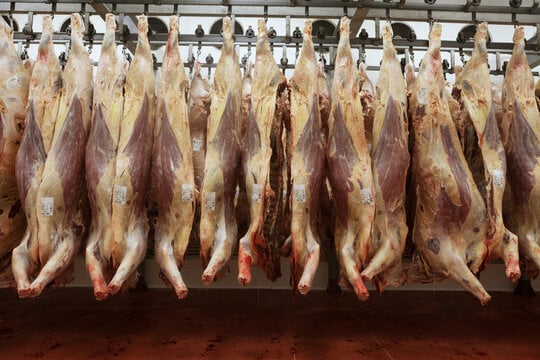 FRIGORÍFICO BOVINO EM SC exporta  – Tem abate  HALAL