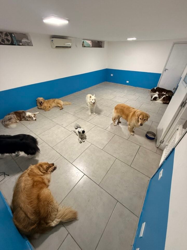 Creche e hospedagem para cães