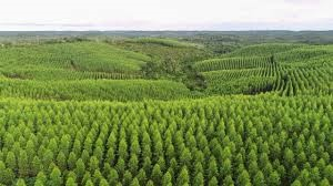 FAZENDA COM EUCALIPTO SALIGNA EM PALMARES DO SUL