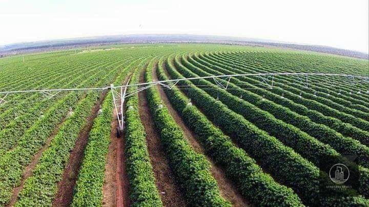 FAZENDA DE CAFÉ NO INTERIOR DE SP