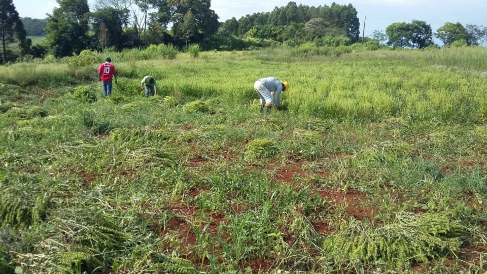 FÁBRICA DE COSMÉTICOS NATURAIS E ÓLEOS ESSENCIAIS NO PARANÁ