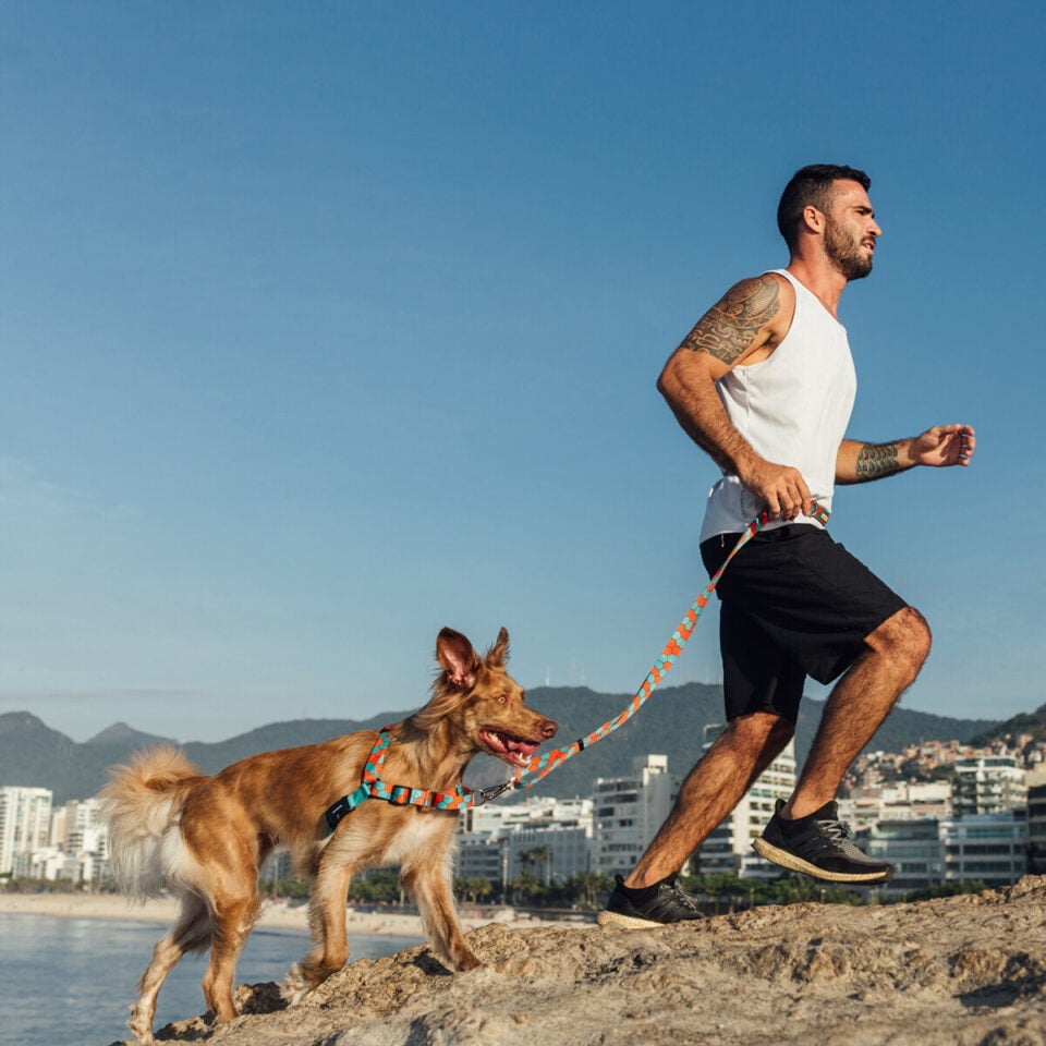 Empresa Acessórios PET High Premium / Fábrica  Marca e Produtos