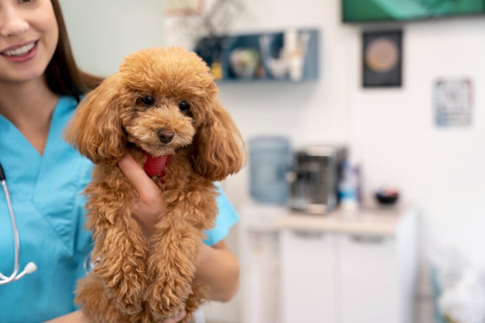 Pet Shop e Farmácia com Consultório Veterinário à Venda – Canoas/RS